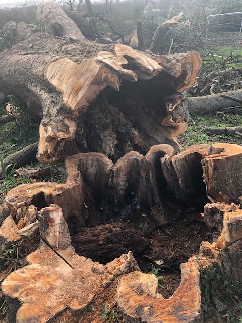 Burton_Manor_280319_1 Burton_Manor_280319_1