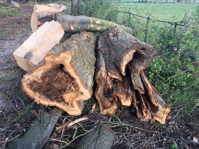 Burton_Manor_280319_3 Burton_Manor_280319_3